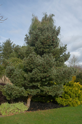 Pinus strobus is an Evergreen Coniferous Tree and Native of North America
