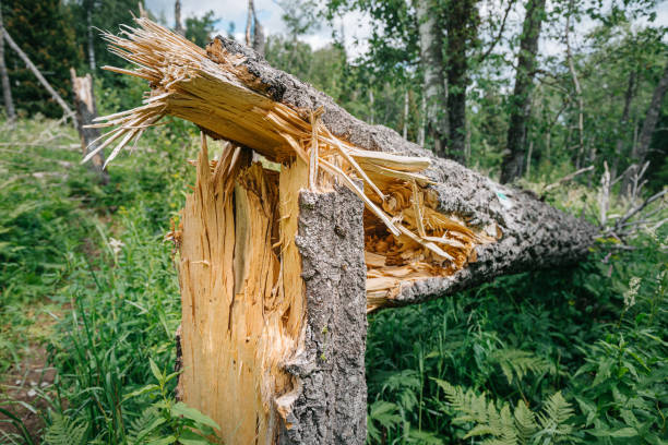 Free picture: A broken tree in the forest after a strong wind