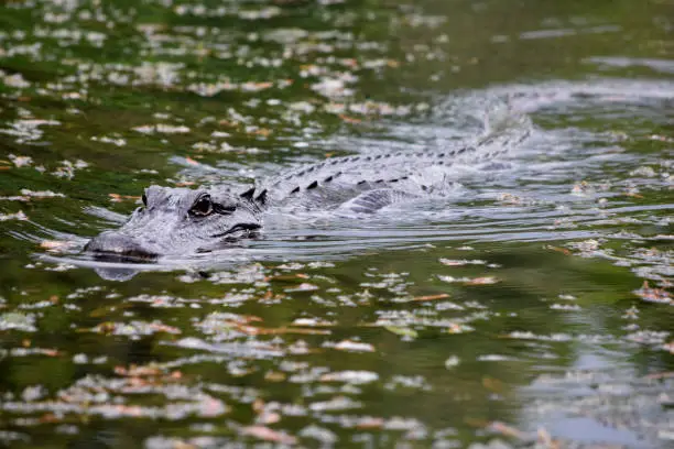 Gator in the bayou of Southern Louisiana.