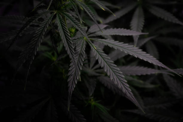 istock cannabis bush with leaves in dark style background image 1300801305