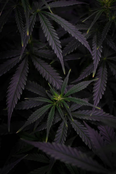 istock cannabis bush with leaves in dark style background image 1300801321
