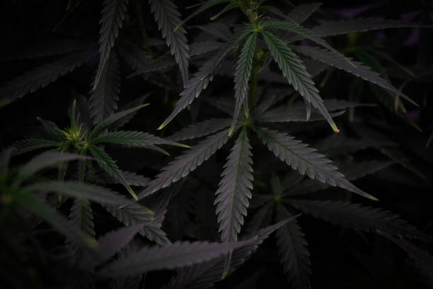 istock cannabis bush with leaves in dark style background image 1300801375
