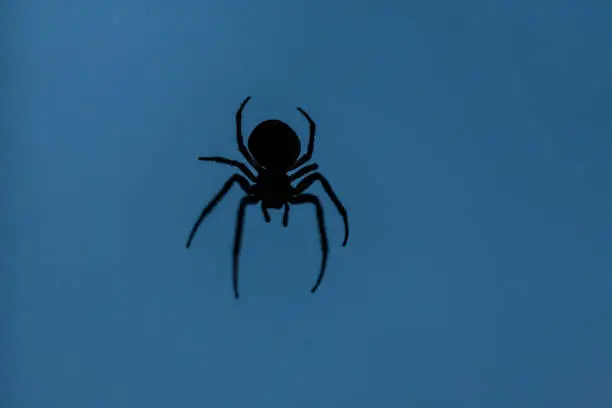 Photo of Silhouette of a spider on a blue background