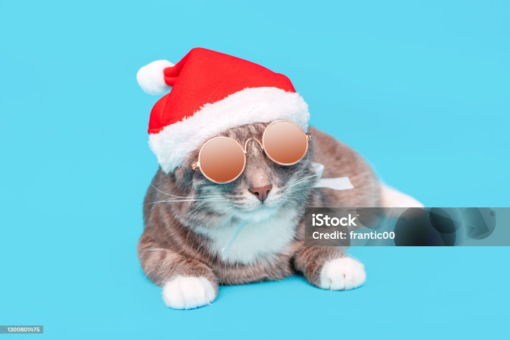 Funny cat in a Christmas Santa Claus hat and sunglasses on a blue background in the Studio. The concept of celebrating the new year party and fashoin accessories for pets Animal Head Stock Photo