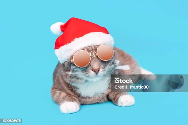 Funny Cat In A Christmas Santa Claus Hat And Sunglasses On A Blue Background In The Studio The Concept Of Celebrating The New Year Party And Fashoin Accessories For Pets Stock Photo - Download Image Now