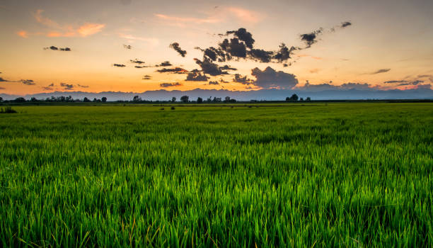 Rice paddies of Novrese Among the provinces of Vercelli and Novara, more than ninety percent of Italian rice production was cultivated. rice paddy photos stock pictures, royalty-free photos & images