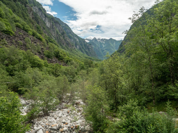 istock River and lush green forest, Maggia valley, Ticino 1300802564