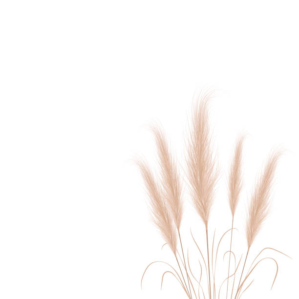 Tan pampas grass branches on white background. Floral ornament elements in boho style. Vector illustration of cortaderia selloana. New trendy home decor Tan pampas grass branches on white background. Floral ornament elements in boho style. Vector illustration of cortaderia selloana. New trendy home decor. tussock stock illustrations