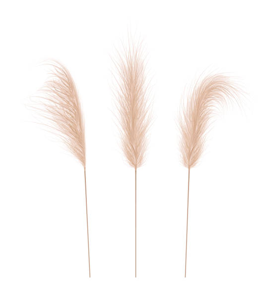 Pampas grass collection. Floral ornament elements in boho style. Vector illustration isolated on white background. Trendy design for wedding invitations, postcards, interior or flower arrangements Pampas grass collection. Floral ornament elements in boho style. Vector illustration isolated on white background. Trendy design for wedding invitations, postcards, interior or flower arrangements. tussock stock illustrations