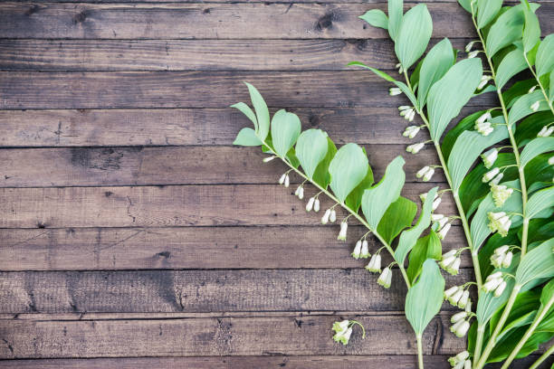 ダークブラウンの背景に庭の夏の花。ソロモンのシール植物(多角形マルチフロラム)と白い花の芽と緑の葉。スペースをコピーする - campanula small flower bouquet ストックフォトと画像