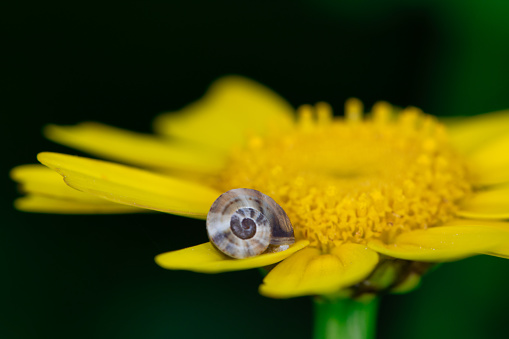 A tiny snail crawling on a yellow flower