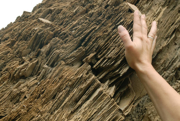 Woman feeling a petrified tree Petrified tree close up. There is a human hand in the frame. petrified wood stock pictures, royalty-free photos & images