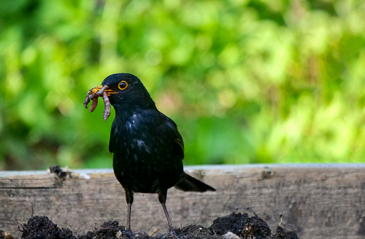 Blackbird hunting earthworm in the raised bed