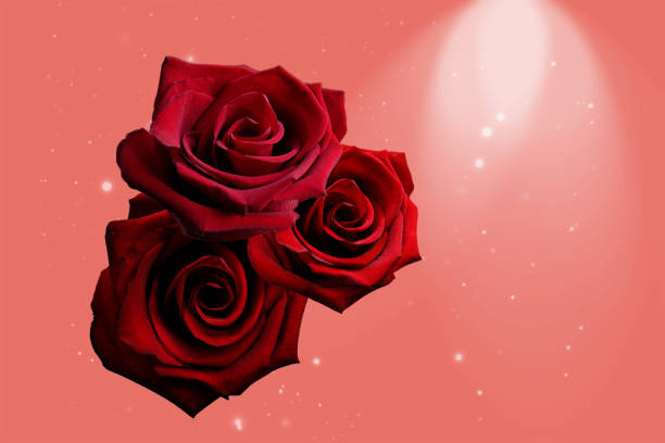 red roses bouquet close-up photo on pink background