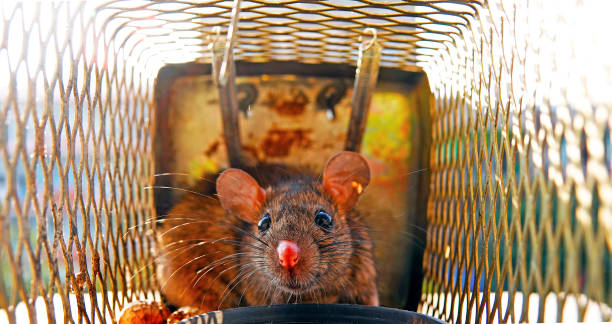 Rat Trap A rat in my trap rat cage stock pictures, royalty-free photos & images