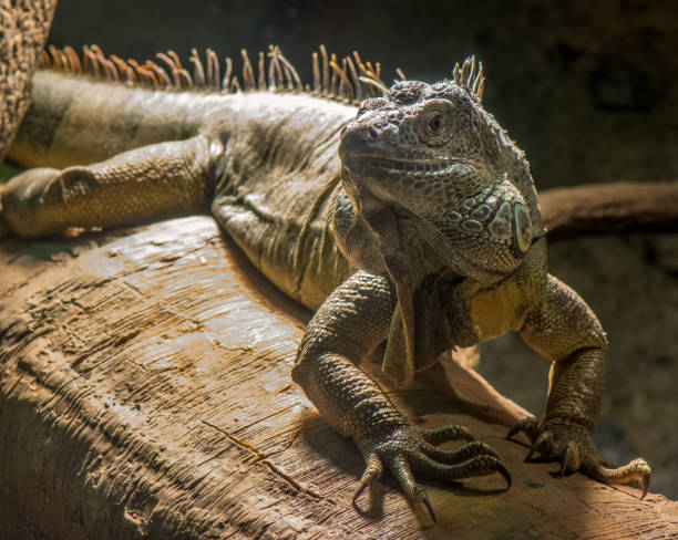 istock Closeup shot of a green iguana on tree brunch 1300808600