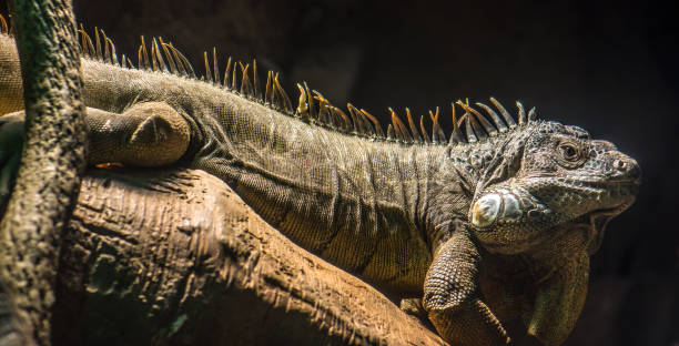 istock Closeup shot of a green iguana on tree brunch 1300808610