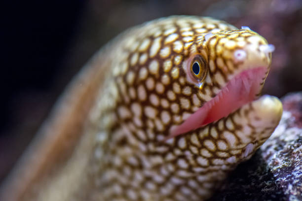 istock Selective focus shot of a moray eel opening its mouth 1300808614
