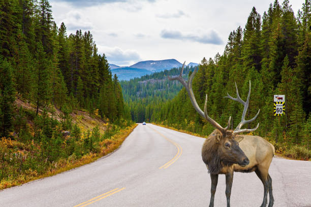istock Tha deer came out onto the highway 1300808636