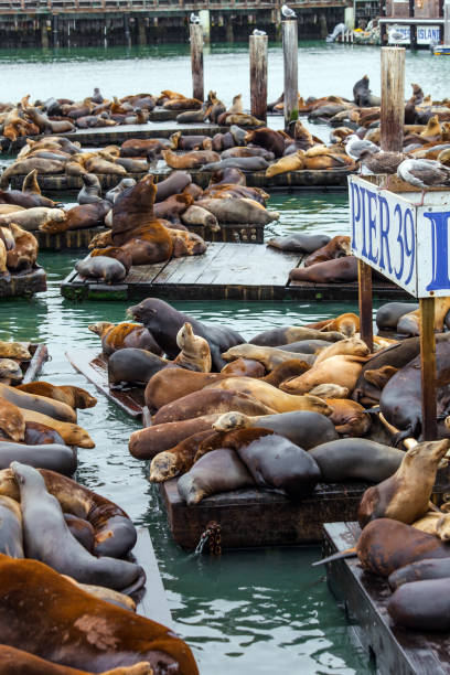 istock Hundreds of sea lions lie on platforms 1300808638
