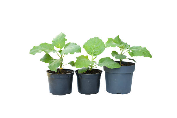 istock Young eggplant tree growing in black plastic pot on white background isolated and clipping path. Idea plant for summer garden, eatable fruit, full with vitamin and healthy. 1300809710