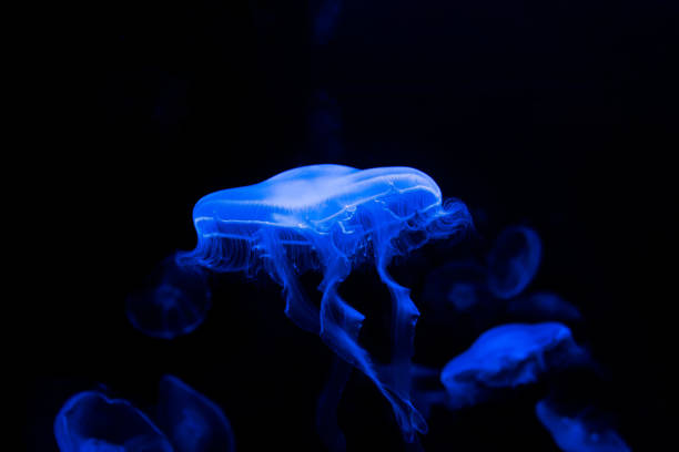istock many blue jellyfish on black background swimming elegantly in water 1300810768