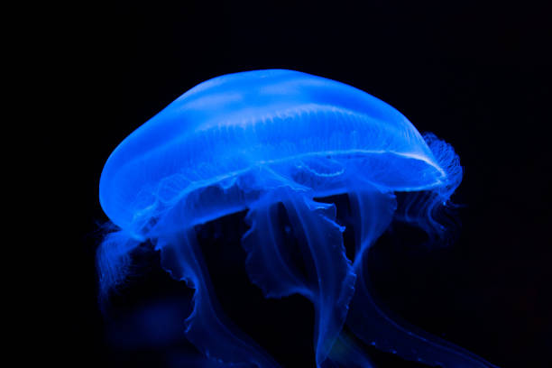 istock blue lit jellyfish swimming in black background elegantly 1300810858