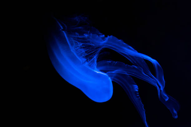 istock blue jellyfish on black background swimming elegantly in water 1300810883