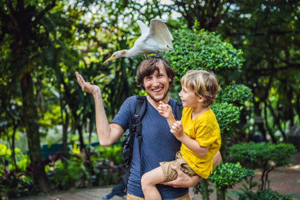 아버지와 아들이 공원에서 이베를 먹이. 작은 egret 가축 이비스 워터스 가장자리. 가족이 함께 공원에서 시간을 보낸다 - aviary 뉴스 사진 이미지