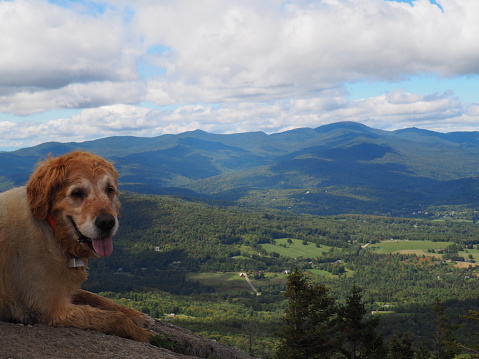 Dog lying down on a mountaintop, amazing views in the background