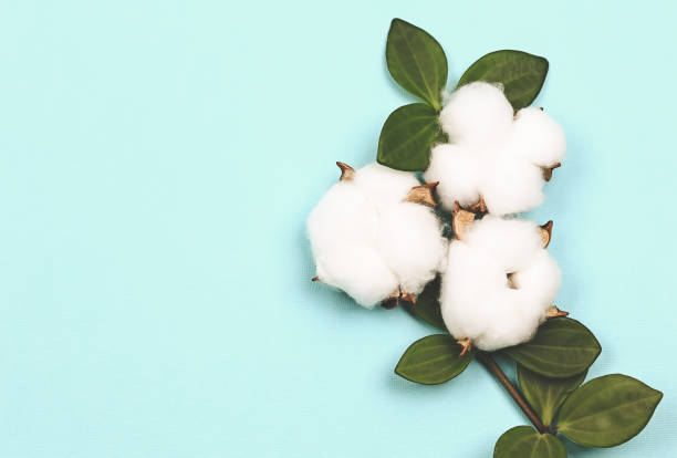 istock natural creative pastel concept. Cotone flowers on a gentle blue background 1300813575
