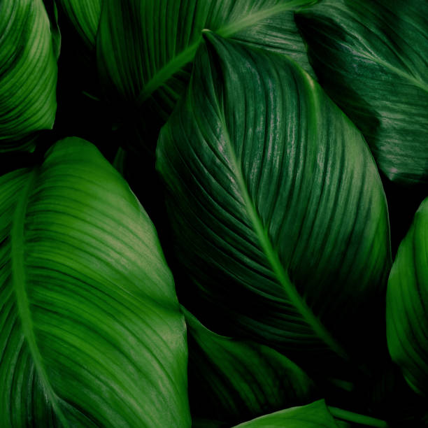 istock Abstract green leaves background 1300813753