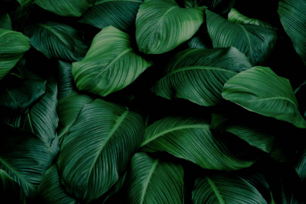 istock Abstract green leaves background 1300813776