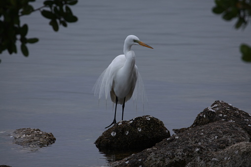 white egret on the indian river lagoon in melbourne florida