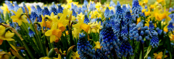 istock Blue and yellow flower combination 1300814999