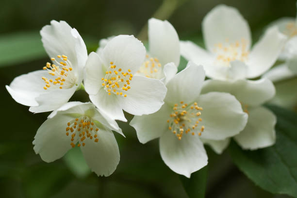 istock delicate wonderful white jasmine flowers 1300815179