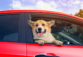 corgi dog face with big ears, he leaned out of the window of a red car