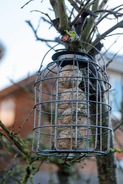 Bird feeder with fat blocks on a frosty day