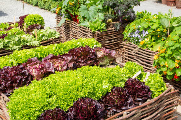 istock Fresh salad plants in the garden 1300815478