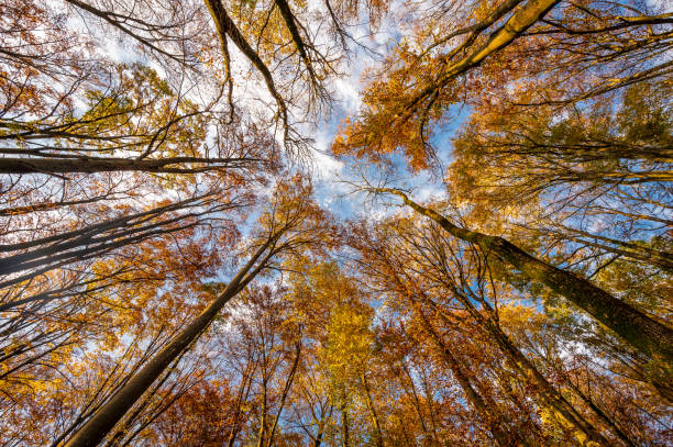 istock Colourful autumn trees on a sunny day with blue sky seen from below wide angle 1300816273