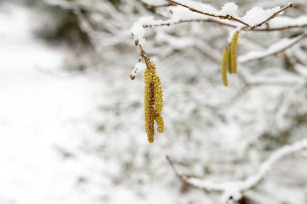 nahaufnahme von kätzchen, die an einem mit schnee bedeckten ast hängen - winter woods frost fragility stock-fotos und bilder