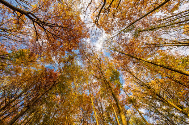istock Colourful autumn trees on a sunny day with blue sky seen from below wide angle 1300816919