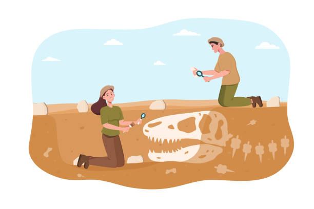 illustrazioni stock, clip art, cartoni animati e icone di tendenza di l'archeologa maschile e femminile alla scoperta dei dinosauri rimane sotto terra - paleontologo