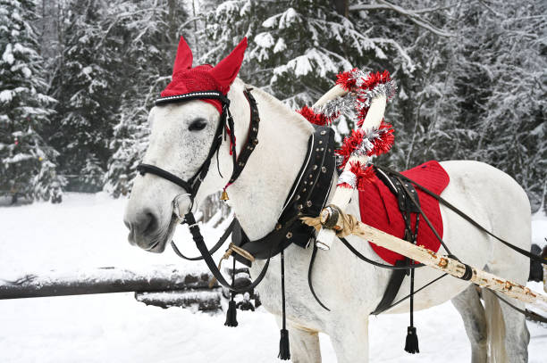istock White horse is harnessed to a sleigh 1300819204