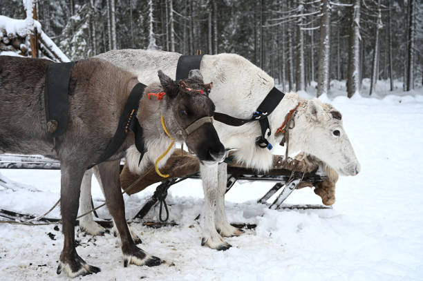istock Northern sledding reindeer in a winter forest 1300819381
