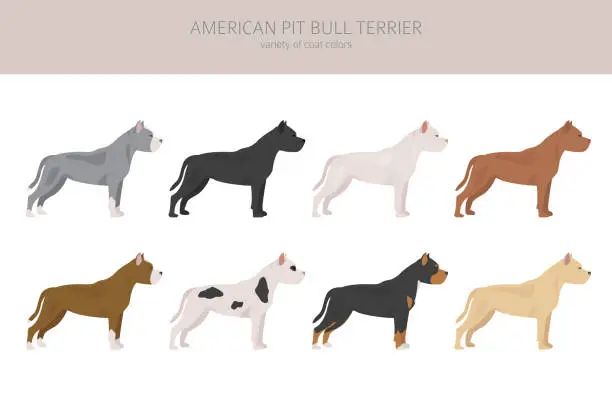 Vector illustration of American pit bull terrier dogs set. Color varieties, different poses. Dogs infographic collection