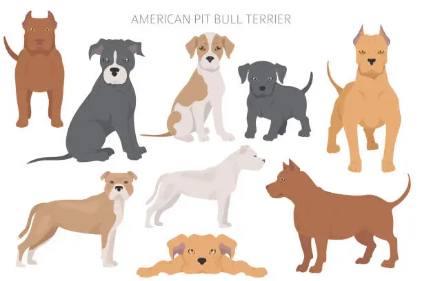 Vector illustration of American pit bull terrier dogs set. Color varieties, different poses. Dogs infographic collection