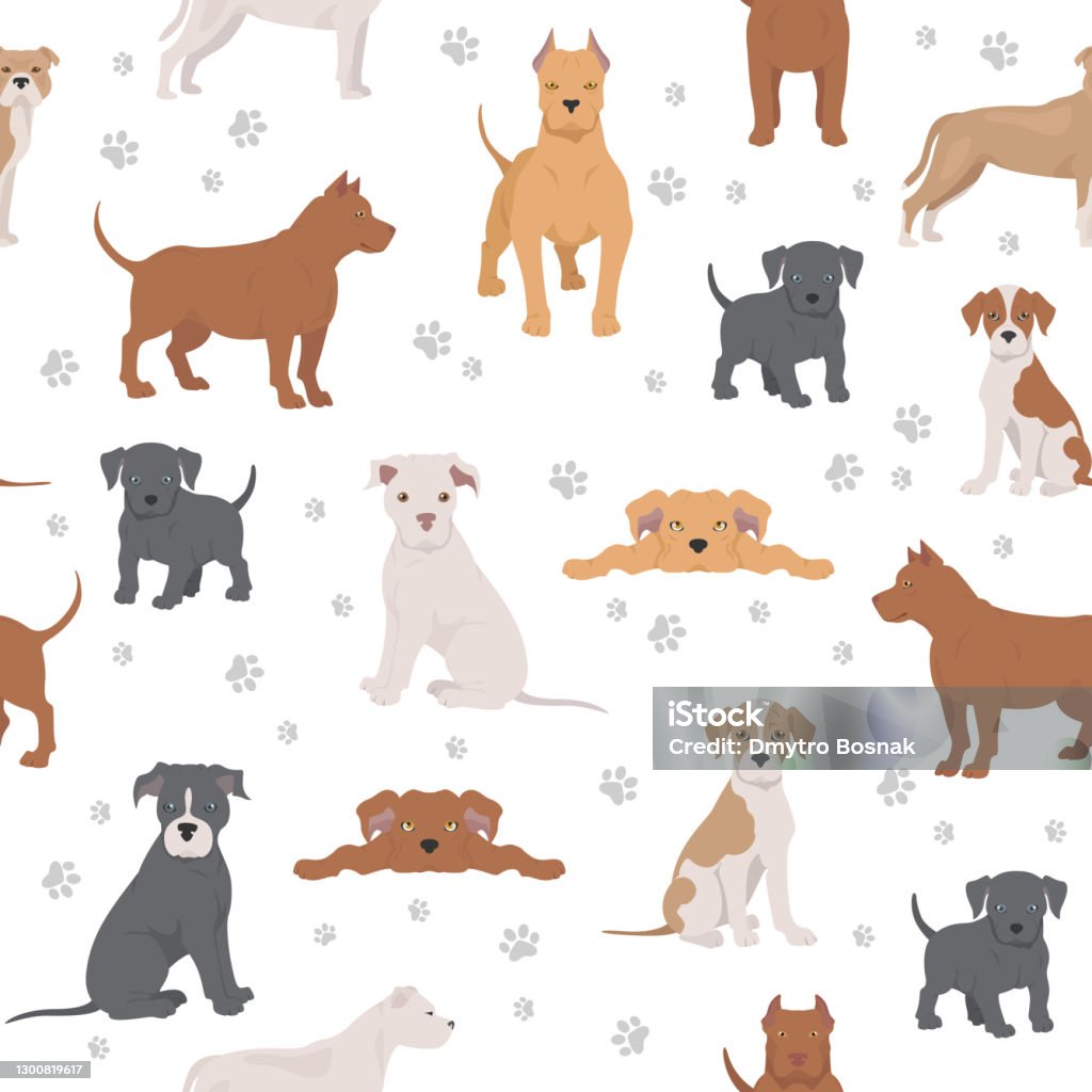 American Pit Bull Terrier Dogs Set Color Varieties Different Poses Seamless  Pattern Stock Illustration - Download Image Now - iStock