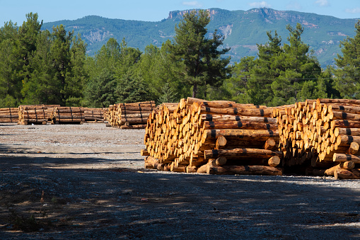 USA, Wood, Deforestation, Forest, Lumber Industry