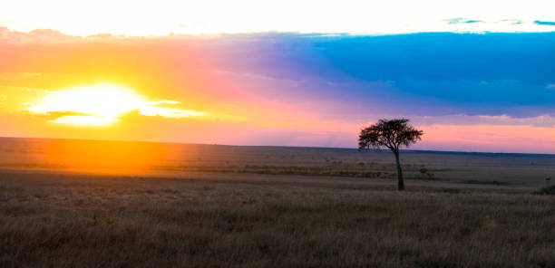 istock Panorama silhouette tree in africa with sunset.Tree silhouette against a setting sun. 1300820653